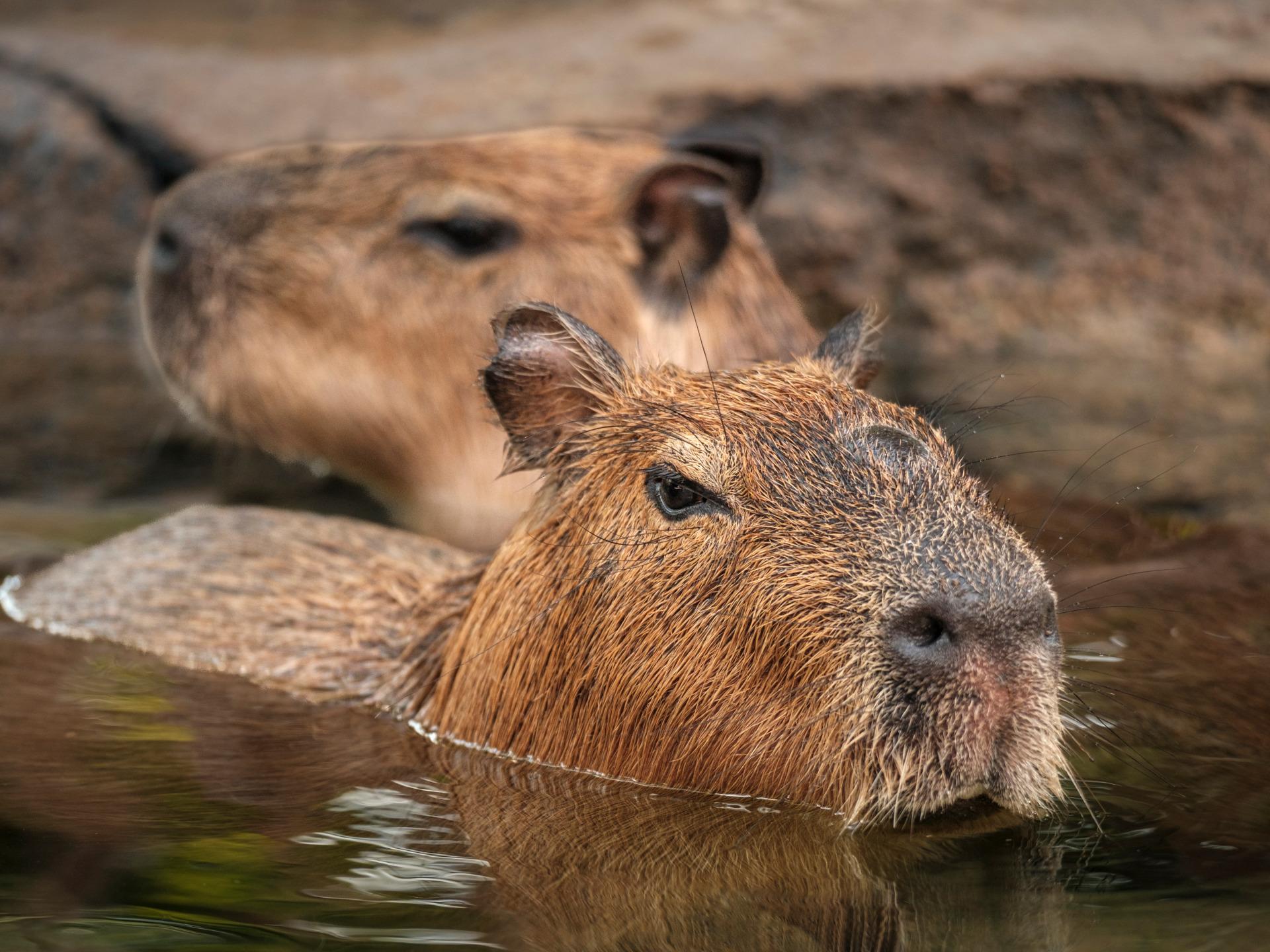 Capybara Vpn 3